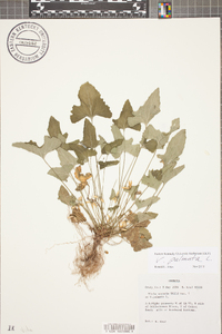 Viola palmata image