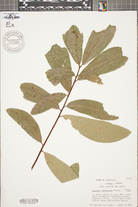 Quercus lamellosa image