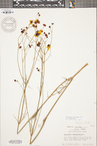 Coreopsis tinctoria image