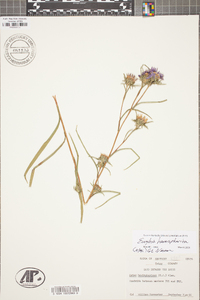 Aster hemisphericus image