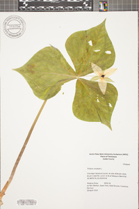 Trillium erectum image