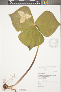 Trillium flexipes image