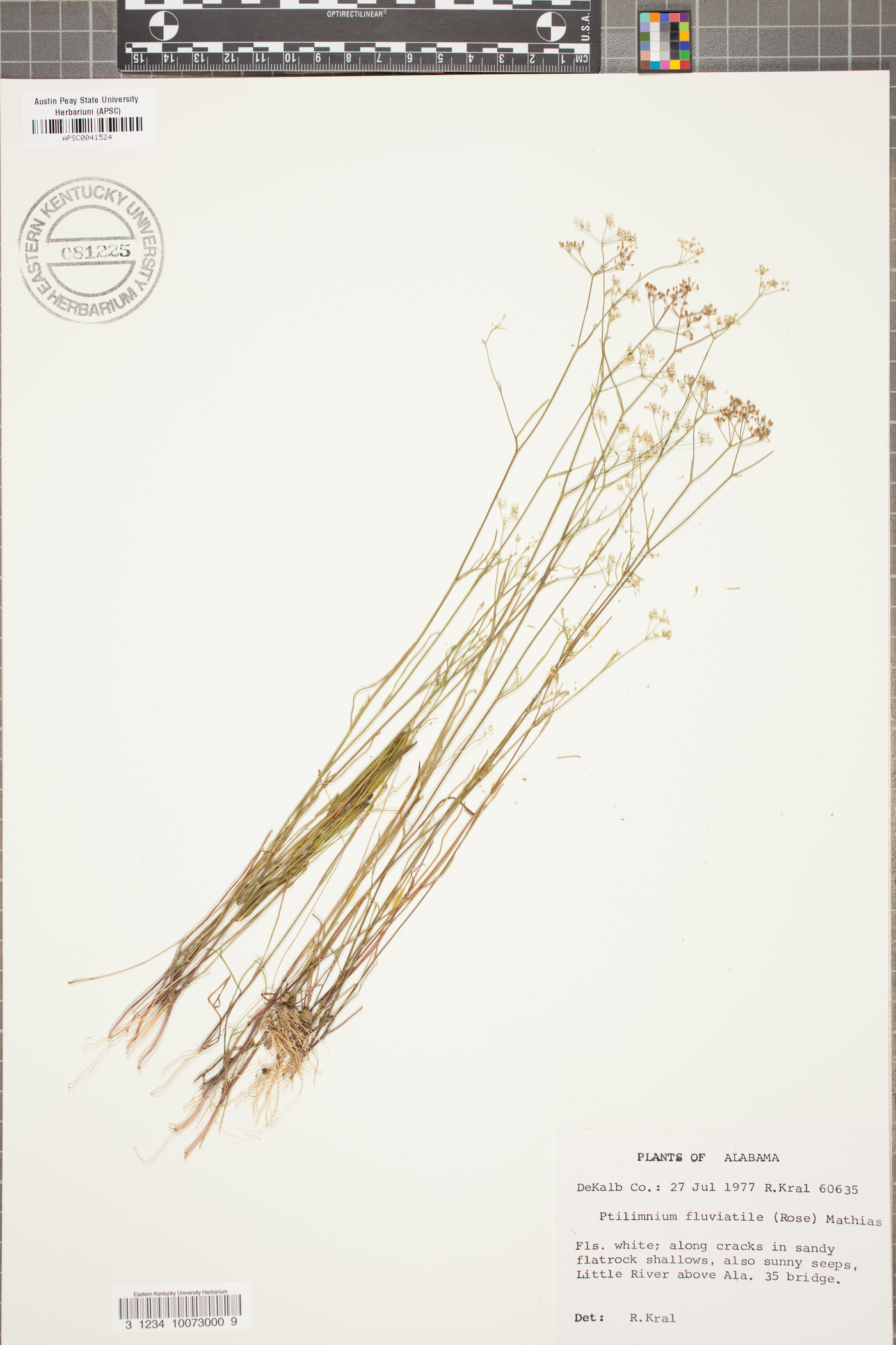 Harperella nodosa image