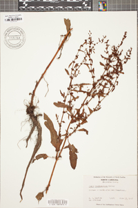 Rumex conglomeratus image