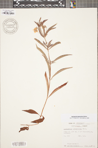 Lysimachia lanceolata image