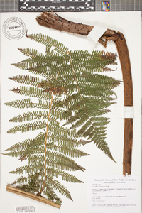 Cyathea bicrenata image