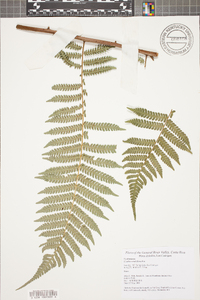 Cyathea multiflora image