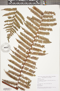 Cyathea delgadii image