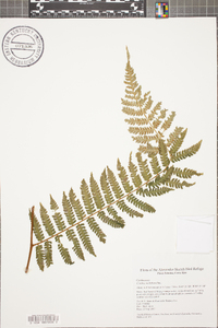 Cyathea multiflora image