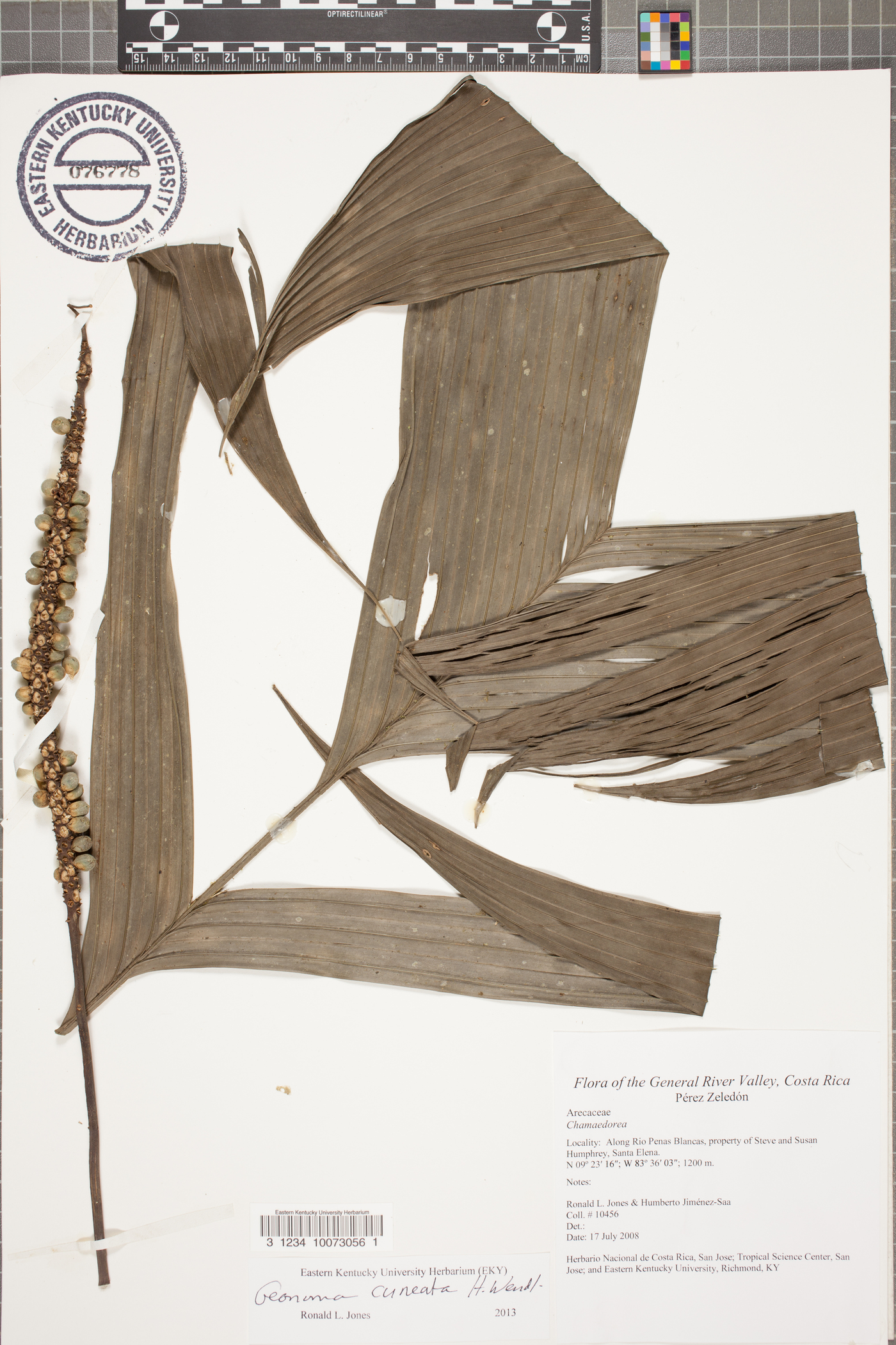 Geonoma cuneata image