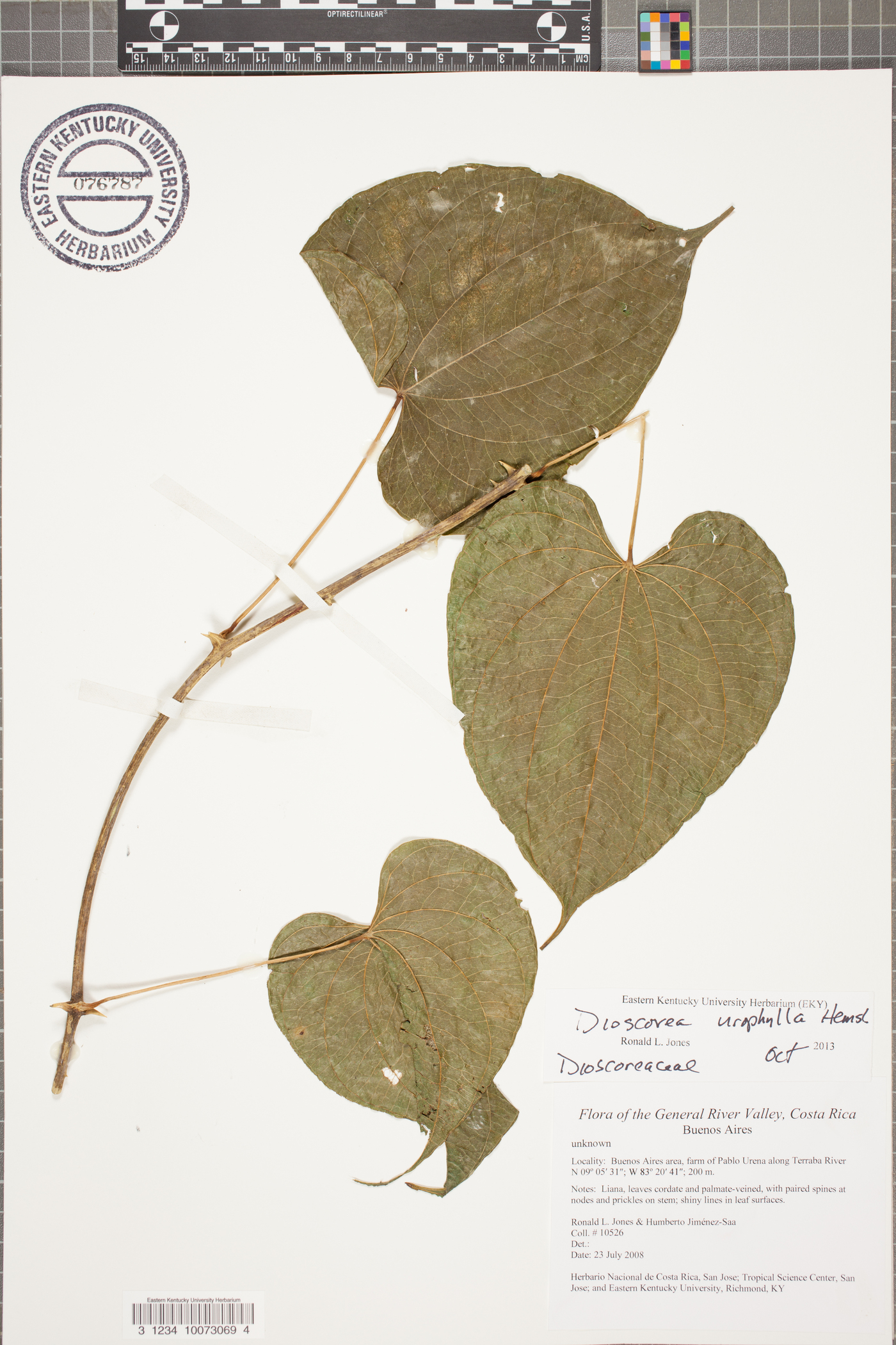 Dioscorea urophylla image