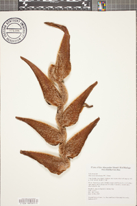 Image of Heliconia danielsiana