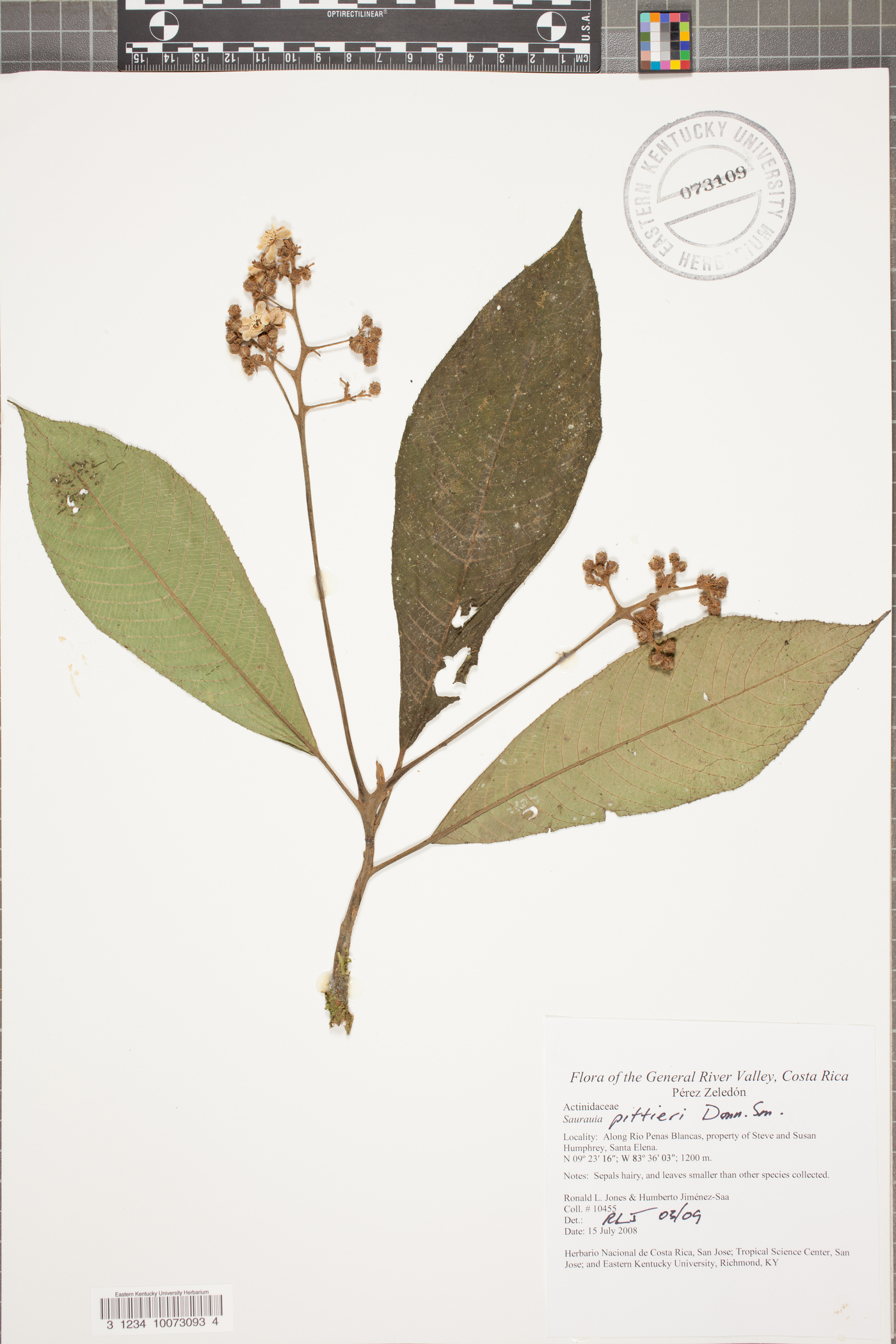 Saurauia pittieri image