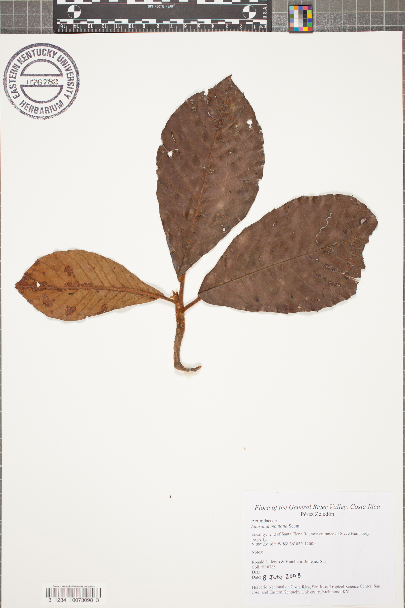 Saurauia montana image