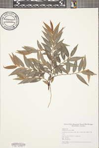 Xylopia frutescens image