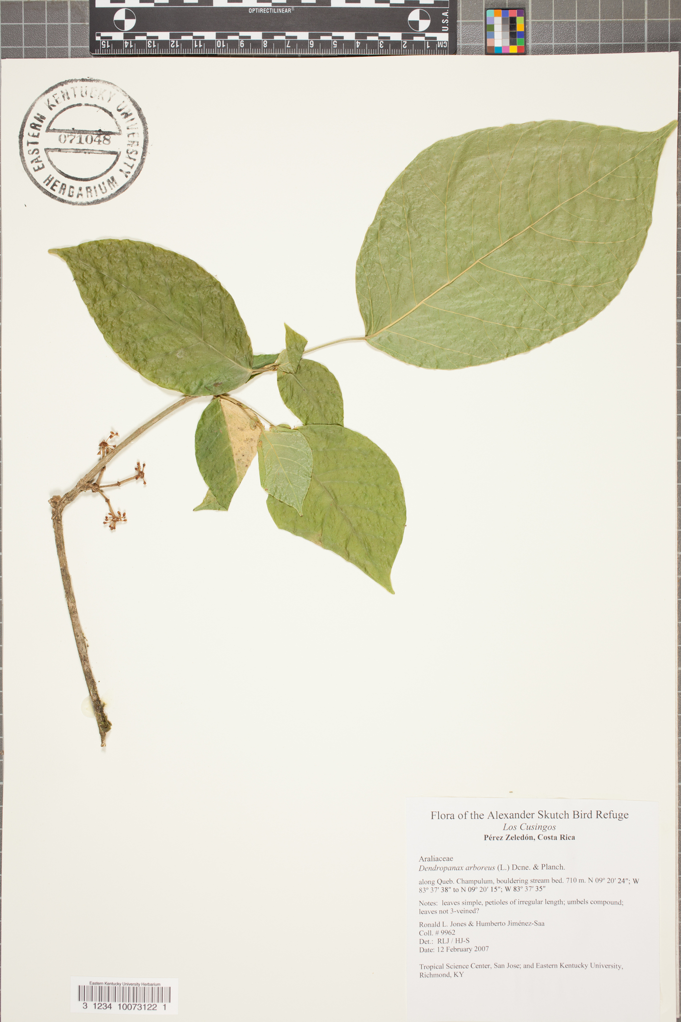 Dendropanax arboreus image