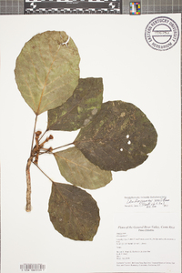 Dendropanax sessiliflorus image