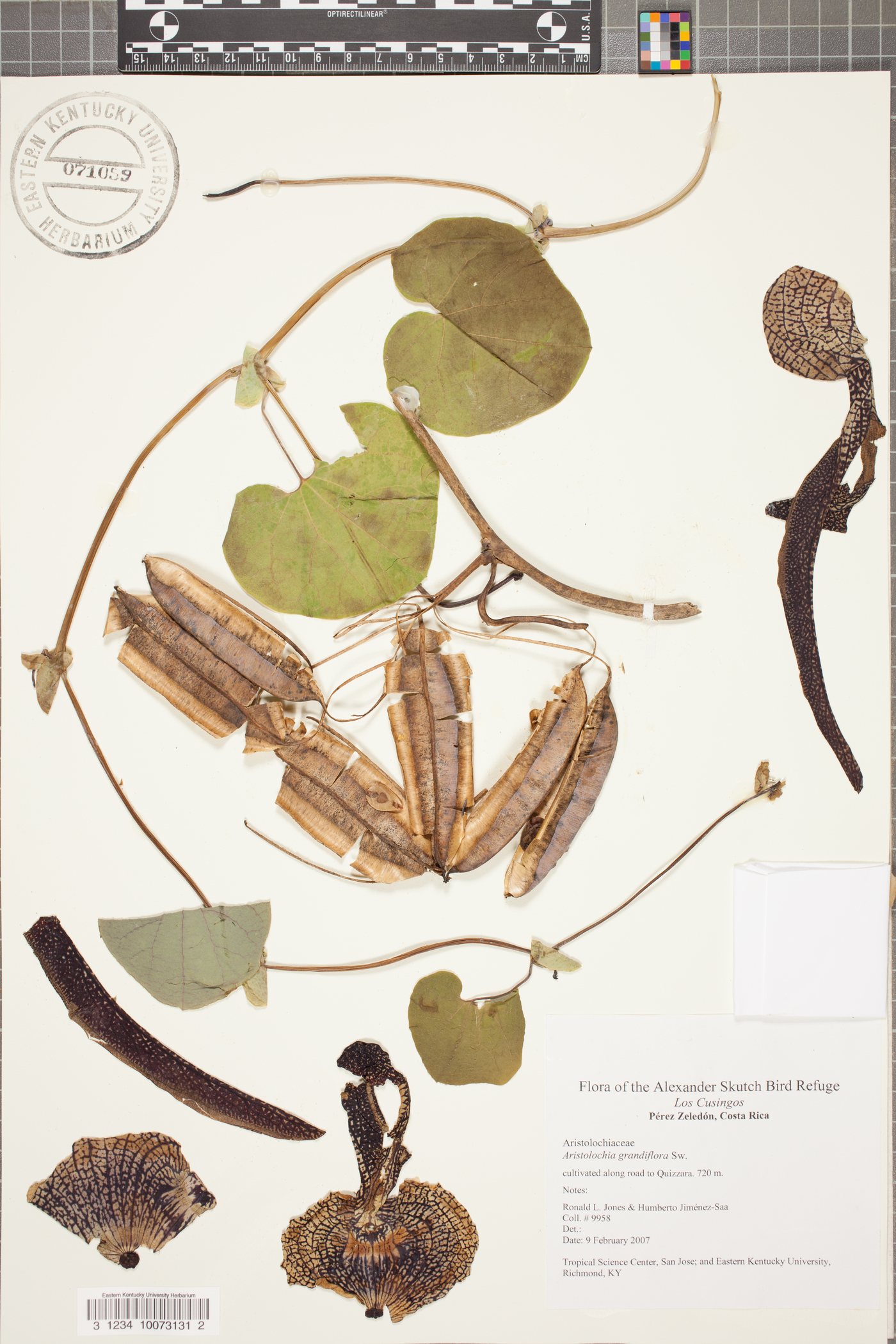 Aristolochia grandiflora image