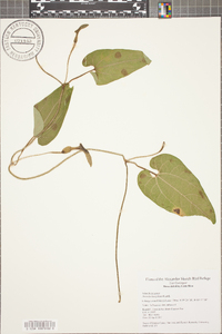 Aristolochia pilosa image