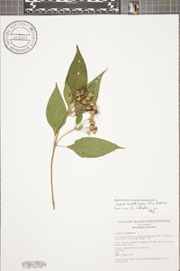 Lasianthaea fruticosa image