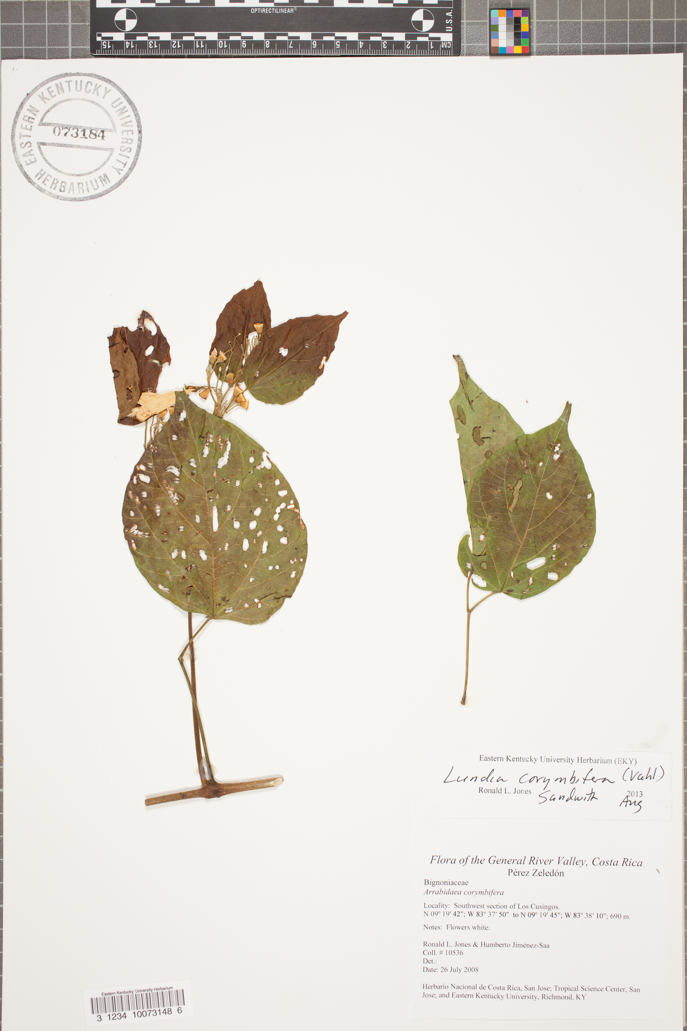 Lundia corymbifera image