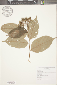 Cordia bicolor image