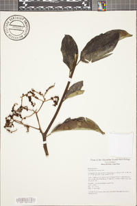 Tournefortia bicolor image