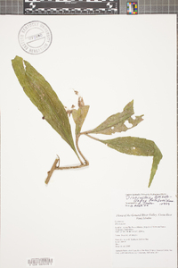 Pseudorhipsalis himantoclada image