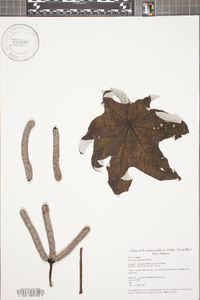Cecropia insignis image
