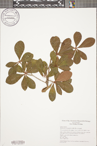 Buchenavia tetraphylla image