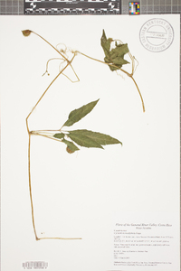 Cyclanthera multifoliola image