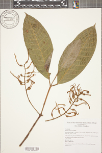 Marila laxiflora image