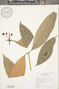 Garcinia intermedia image