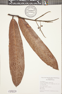 Licania platypus image
