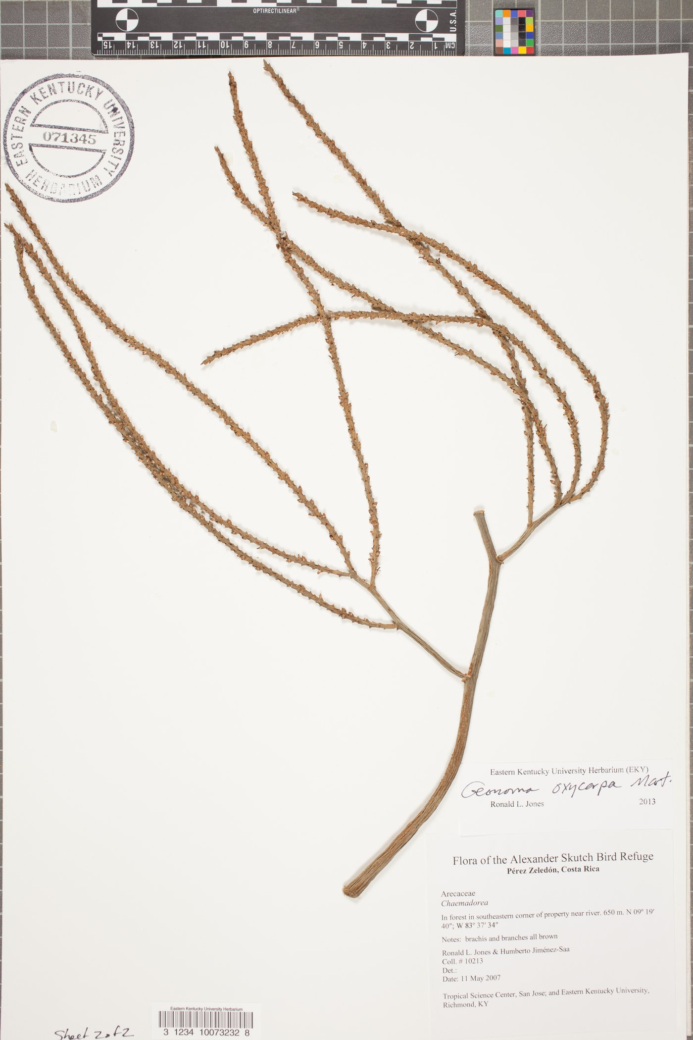 Geonoma oxycarpa image