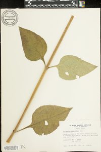 Helianthus silphioides image