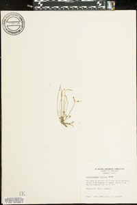 Leavenworthia torulosa image