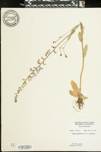 Lobelia appendiculata var. gattingeri image