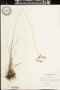 Fimbristylis puberula image