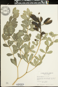 Baptisia australis image