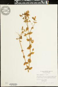 Sabatia angularis image