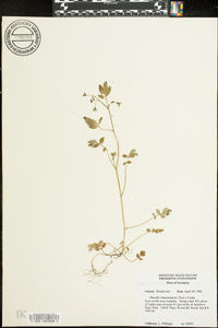 Phacelia ranunculacea image