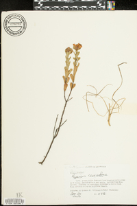 Hypericum crux-andreae image