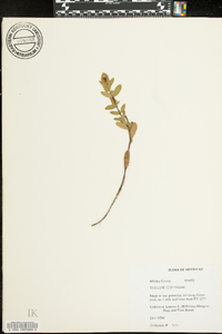 Hypericum crux-andreae image