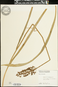 Amianthium muscitoxicum image