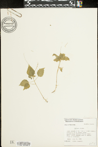 Circaea alpina image