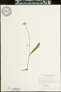 Platanthera clavellata image