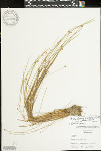 Eleocharis ovata image