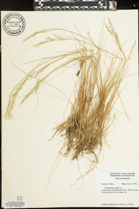 Deschampsia flexuosa image