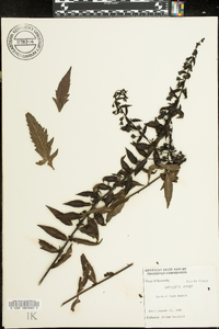 Aureolaria patula image
